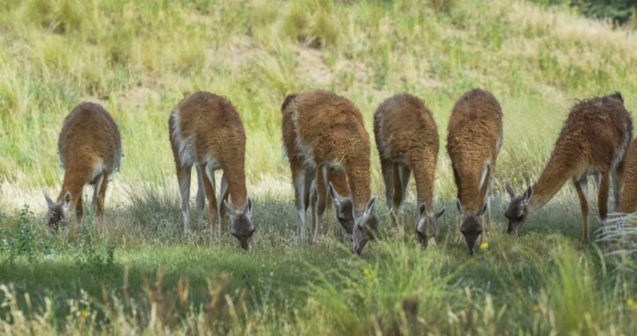 El regreso del guanaco: Suman otros 31 a la población de Parque Luro