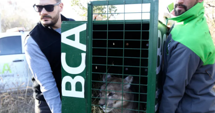 Rescataron dos pumas de un coto de caza en La Pampa