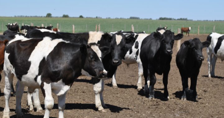 Está vigente un nuevo programa de asistencia financiera para el sector tambero