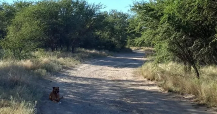 Dos hombres atacaron a una mujer que salió a correr: le robaron las zapatillas