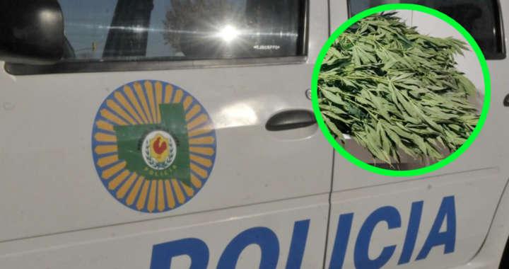 Santa Rosa: Demoraron a dos “cogolleros”