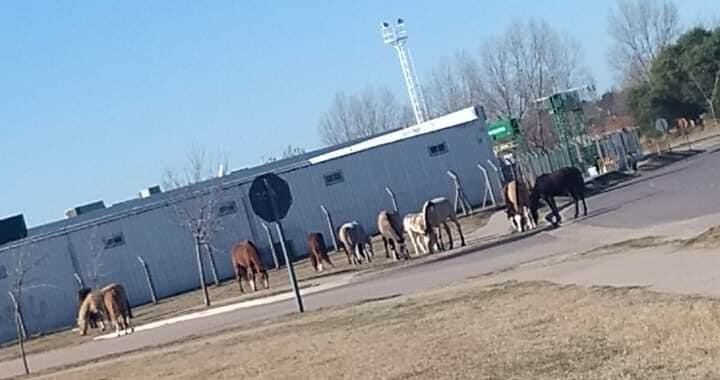 Un peligro: Caballos sueltos en plena colectora de la avenida Santiago Marzo en las afueras del Chango Más; Conductores temen que pase una tragedia