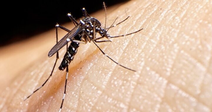 Dengue: especialistas alertan por un verano más “delicado” que el anterior