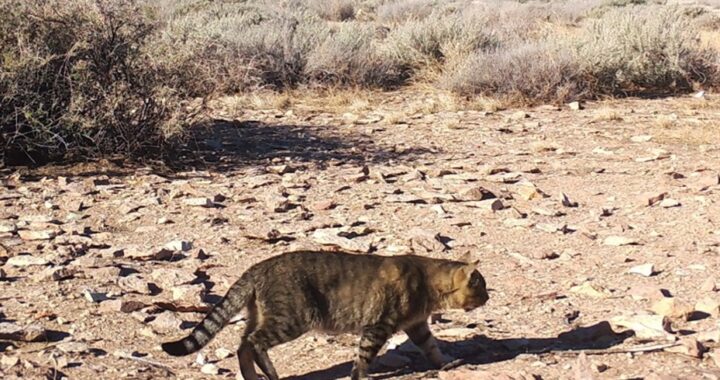 Estudian el misterioso comportamiento de unos gatos domésticos aislados en una isla patagónica