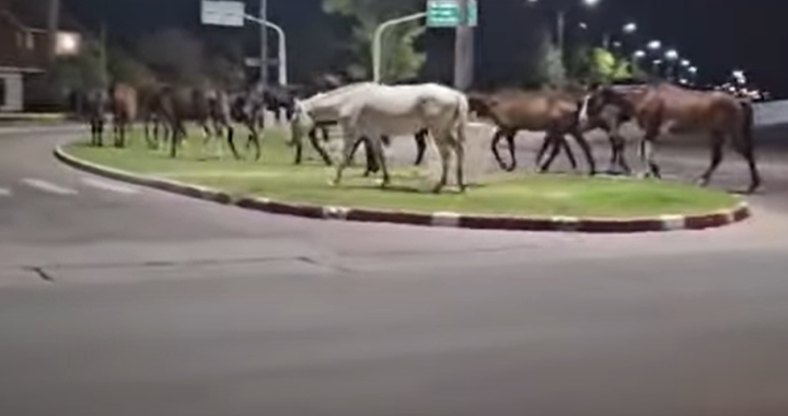 Caballos sueldos en Avenida Perón provoca choque: el conductor reclama medidas