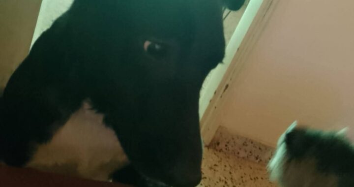 Santa Rosa: ¿Dónde está Juanito? ¿Quién lo hizo desaparecer?; el video que compromete a un vecino