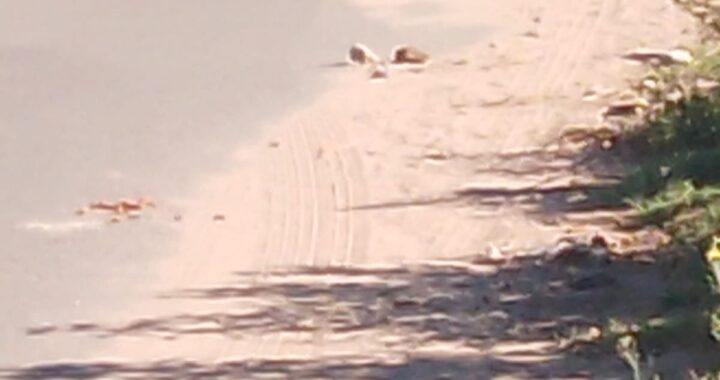 SANTA ROSA: EN PLENA MADRUGADA SE DESATÓ UNA GRESCA ENTRE 20 JÓVENES EN ZONA NORTE; VOLARON PIEDRAZOS Y UN MENOR DE 17 AÑOS SUFRIÓ TRAUMATISMO DE CRÁNEO