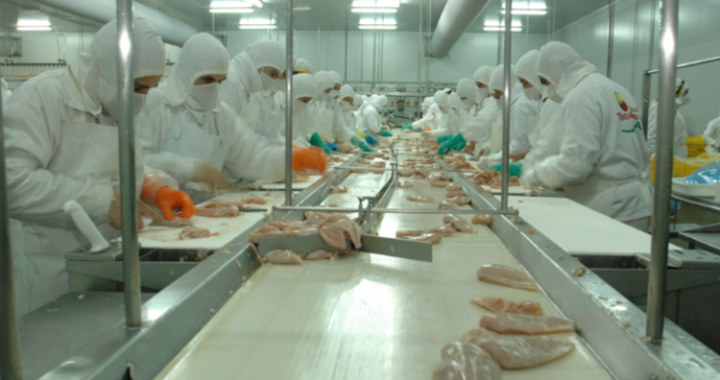 EL POLLO IMPORTADO DE BRASIL PONE EN JAQUE A LA PRINCIPAL AVÍCOLA Y PELIGRAN CIENTOS DE EMPLEOS