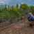 Trenel recibirá a bodegas pampeanas en el lanzamiento de la temporada de primavera